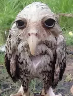 Так выглядит промокшая под дождём сова.webp