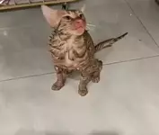 Женщина из Китая случайно постирала своего кота.webp