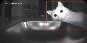 Автоматическая кормушка сломала кота..webp