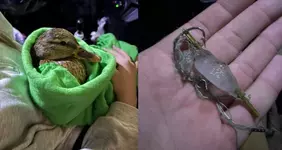 Утка спасена после многочасовой операции на замерзающей реке в Екатеринбурге.webp