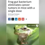 Лягушки победили рак.webp