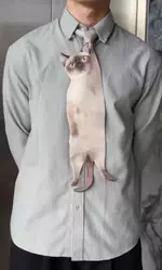 Элегантный галстук в виде кота разорвал рилсы..webp