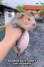 Китайская бамбуковая крыса.webp