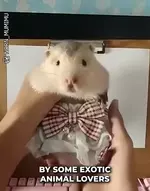 Знакомьтесь - китайская бамбуковая крыса 6.webp