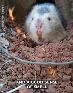 Знакомьтесь - китайская бамбуковая крыса. 5.webp