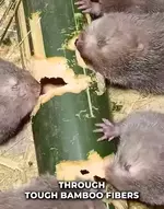 Знакомьтесь - китайская бамбуковая крыска.webp