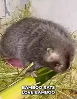 Знакомьтесь - китайская бамбуковая крыса....webp