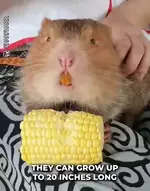 Знакомьтесь - китайская бамбуковая крыса..webp