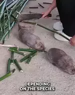 Знакомьтесь - китайская бамбуковая крыса.webp