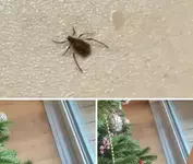 Опасные новогодние «ёлочные» клещи атакуют квартиры россиян.webp