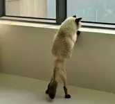 Этого кота пришлось побрить наполовину, чтобы провести операцию.webp