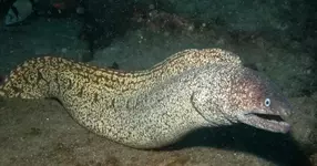 Мурена напала на россиянина в Египте..webp