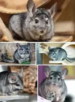 Суд в Москве запретил распространять в интернете объявления о продаже шиншилл.webp