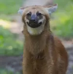 Фотограф заснял самого милого и безобидного на вид волка.webp