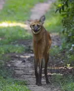 Фотограф заснял самого милого и безобидного на вид волка - это гривистый волк или гуара....webp