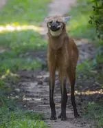 Фотограф заснял самого милого и безобидного на вид волка - это гривистый волк или гуара..webp