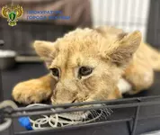 Львёнка с переломами трёх лап, повреждённым позвоночником забрали у московского блогера.webp