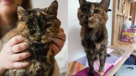 Самая старая кошка в мире.webp