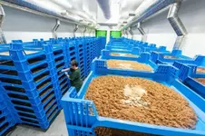 Ферма суперфуда Ÿnsect, которая занималась разведению насекомых объявила о банкротстве.webp