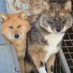 уникальный гибрид шакала и лайки.webp