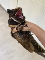 Большой ушастый козодой 4.webp