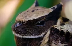 Большой ушастый козодой 3.webp