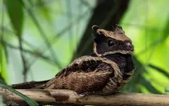 Большой ушастый козодой 2.webp