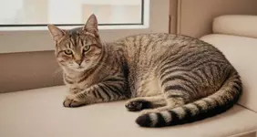 Кошки увеличивают жизнь человека.webp