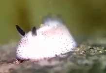 Морские кролики.webp