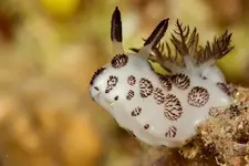 Морские кролики 3.webp