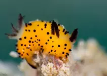 Морские кролики 2.webp