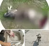 В Узбекистане мужчина убивал собак и ел их.webp