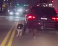 В США живодёр привязал собак к багажнику и заставлял их бежать за машиной.webp