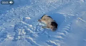 Кровавая атака стаи и таинственный отстрел собак в Иркутской области.webp