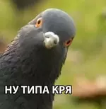 Уличных голубей подавали посетителям ресторана вместо уток.webp