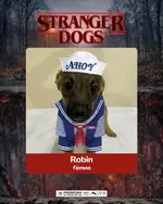 Приют в Бразилии придумал необычный способ пристроить щенков 6.webp