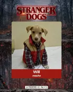 Приют в Бразилии придумал необычный способ пристроить щенков 5.webp