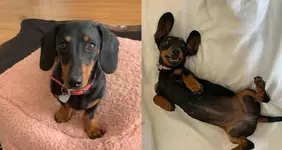 В Австралии миниатюрная такса убежала от хозяев, смогла на протяжении года выжить в дикой при...webp