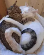 Сегодня празднуется День «Девочки обнимают мальчиков».webp