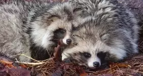 Тануки стесняются какать при людях - исследование японских учёных.webp