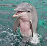 Как дельфинов учили собирать мусор.webp