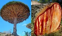 Дерево, которое «кровоточит».webp