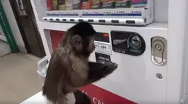 Макаки в Японии.webp