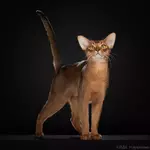 Кот из России признан лучшим в мире.webp