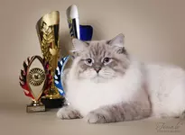 Кот из России признан лучшим в мире 6.webp