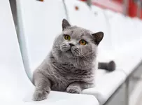 Кот из России признан лучшим в мире 5.webp