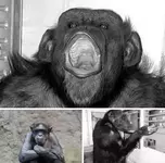 Умерла самая известная в мире шимпанзе.webp