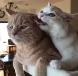 Регулярный секс БУСТИТ внешность женщин.webp