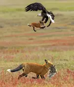 Американский фотограф pзапечетлил битву орла и лисы за кролика 7.webp