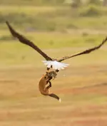 Американский фотограф pзапечетлил битву орла и лисы за кролика 6.webp